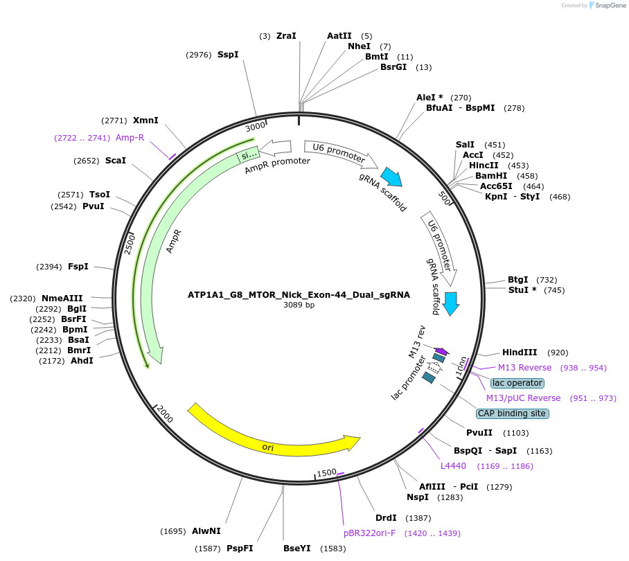 178105-plasmid-map-sequence-id-350131