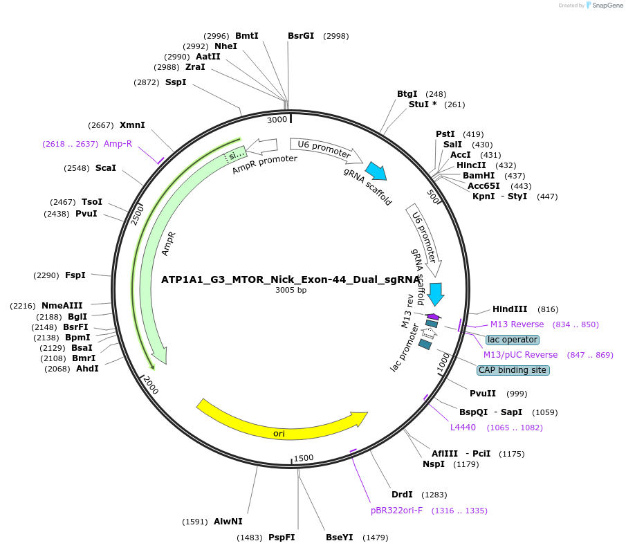 178096-plasmid-map-sequence-id-350135