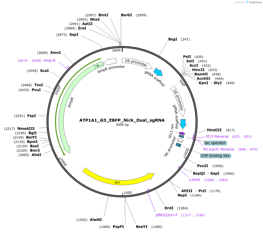178094-plasmid-map-sequence-id-350137