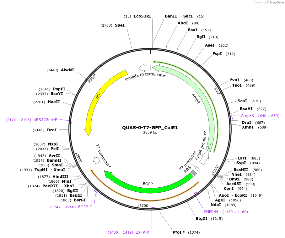 171649-plasmid-map-sequence-id-350152