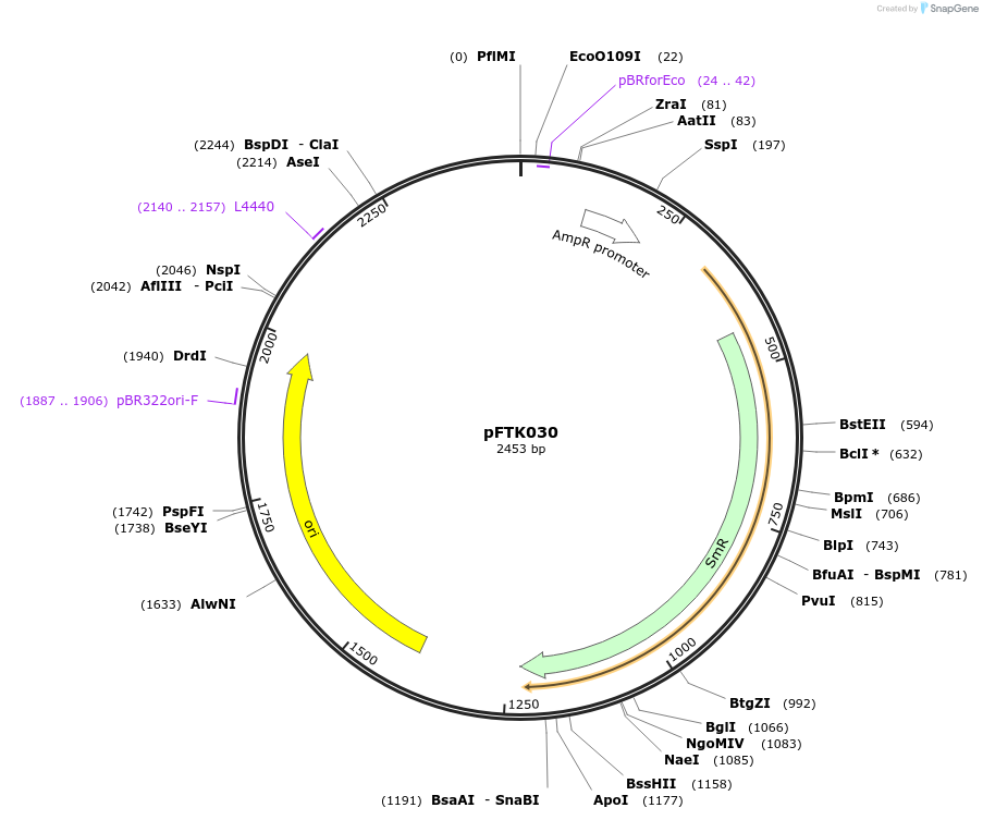 171302-plasmid-map-sequence-id-350157