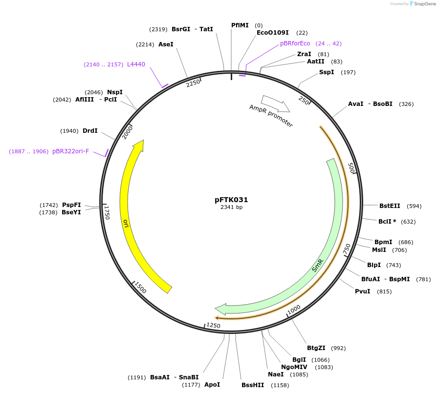 171303-plasmid-map-sequence-id-350158