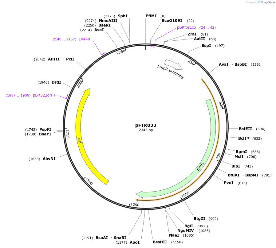 171305-plasmid-map-sequence-id-350160