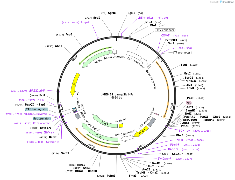 168208-plasmid-map-sequence-id-350166