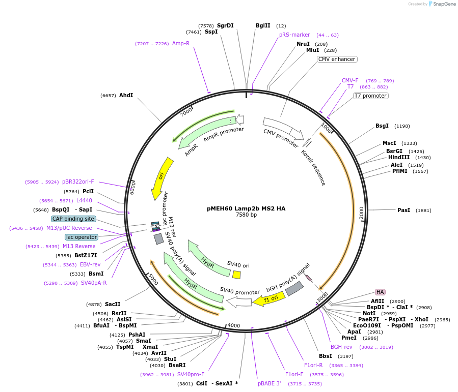 168209-plasmid-map-sequence-id-350168