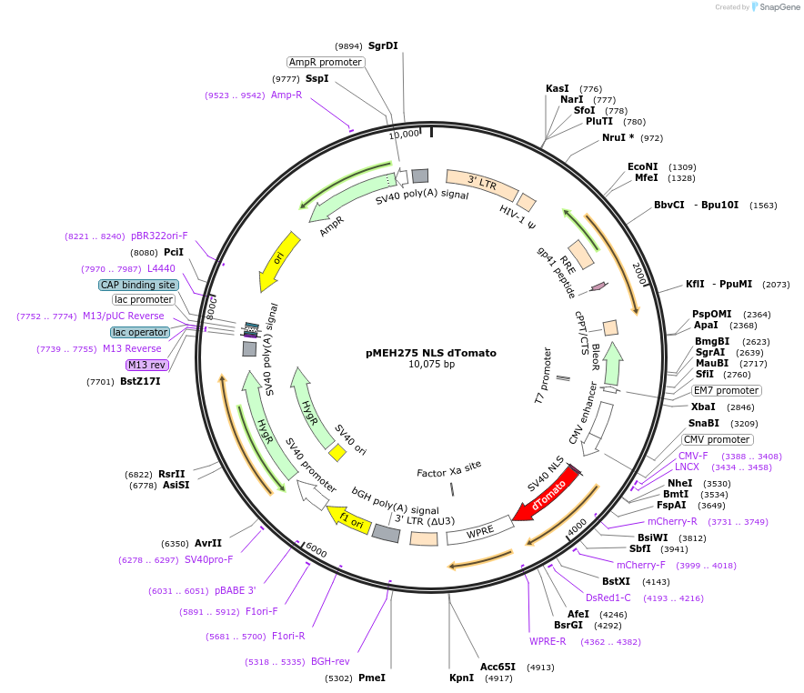 168210-plasmid-map-sequence-id-350169