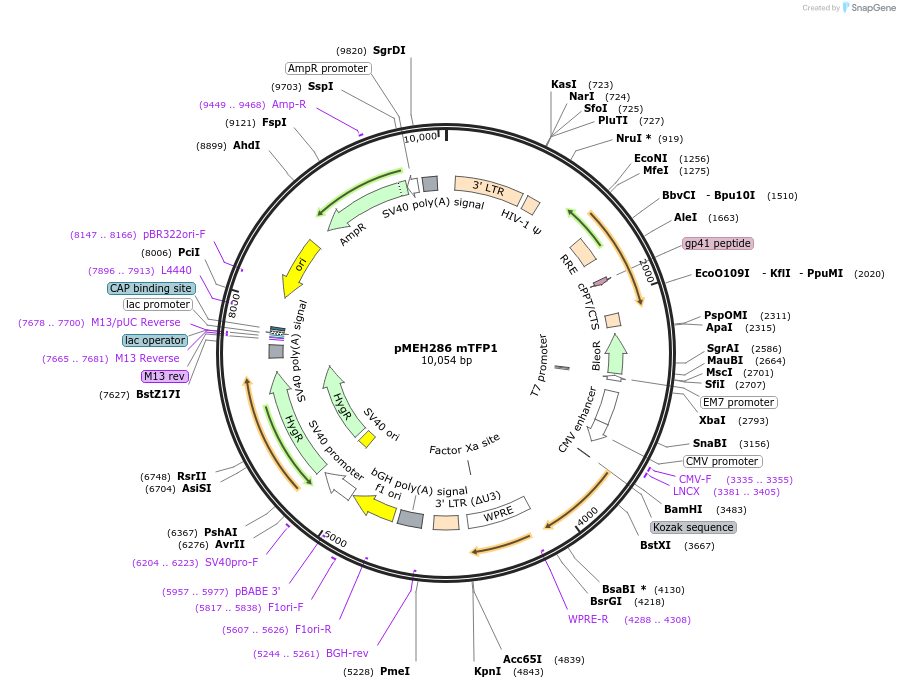 168212-plasmid-map-sequence-id-350170