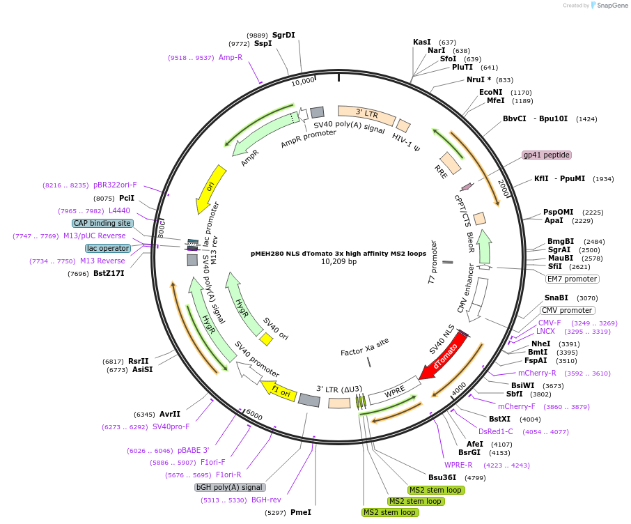 168211-plasmid-map-sequence-id-350172