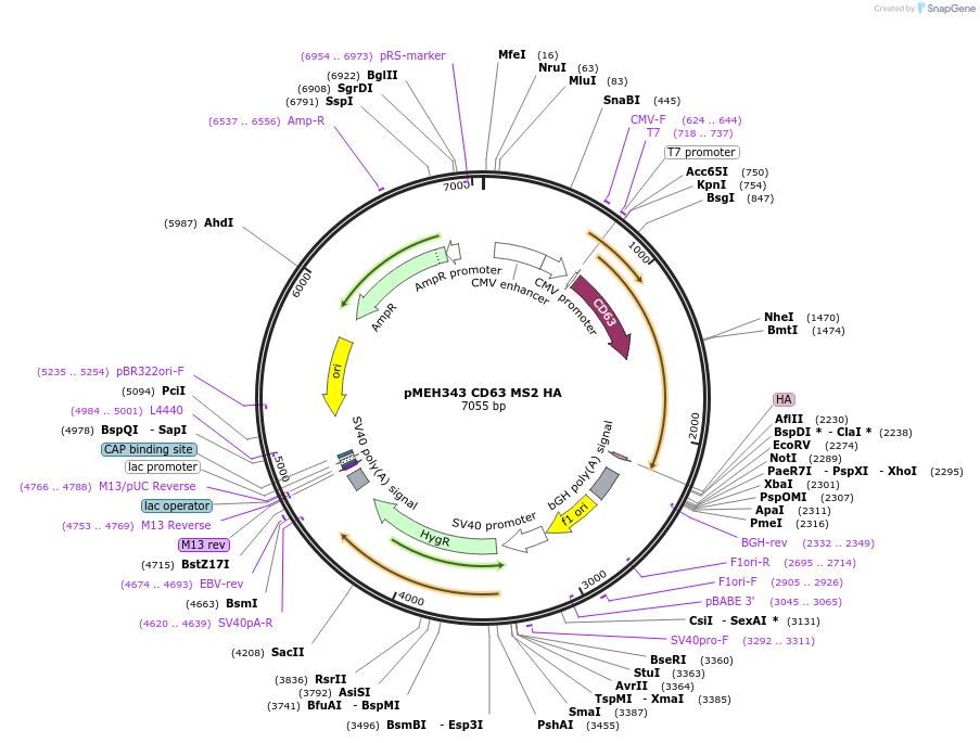 168217-plasmid-map-sequence-id-350176