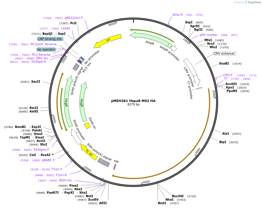 168218-plasmid-map-sequence-id-350177