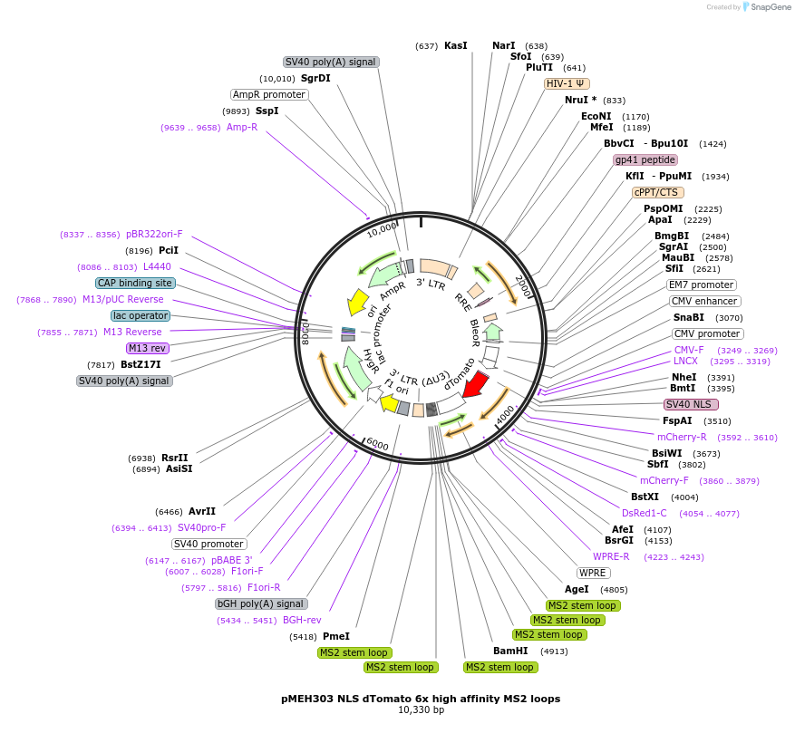 168215-plasmid-map-sequence-id-350179