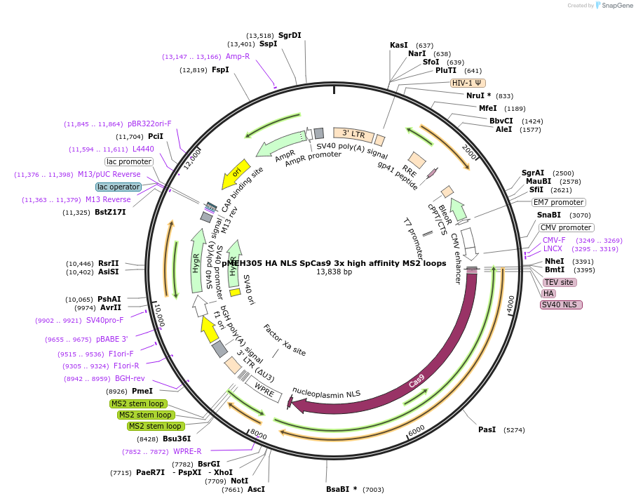 168216-plasmid-map-sequence-id-350180