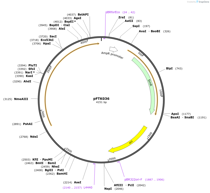 171308-plasmid-map-sequence-id-350183