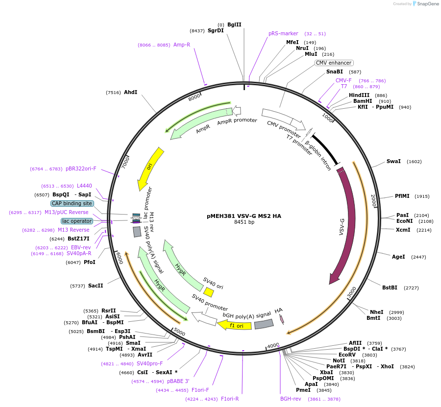 168223-plasmid-map-sequence-id-350184