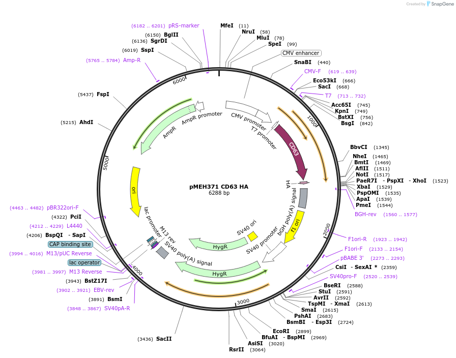 168220-plasmid-map-sequence-id-350185