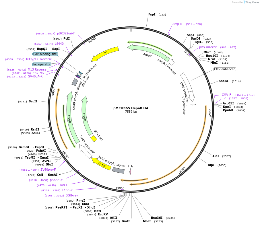 168219-plasmid-map-sequence-id-350186