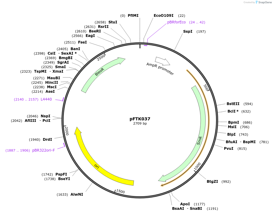 171309-plasmid-map-sequence-id-350187