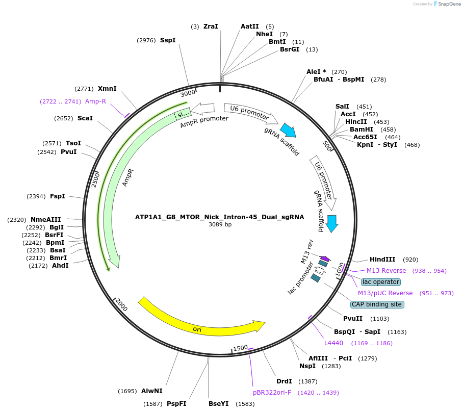 178106-plasmid-map-sequence-id-350189