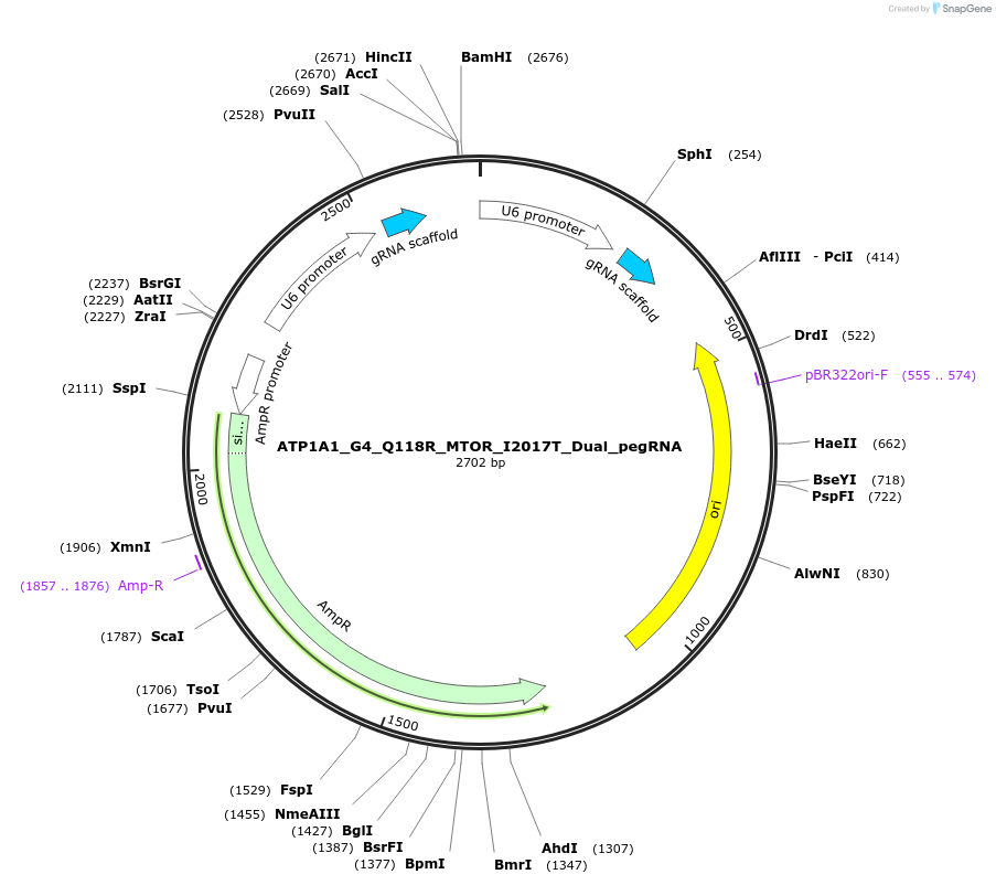 178103-plasmid-map-sequence-id-350190