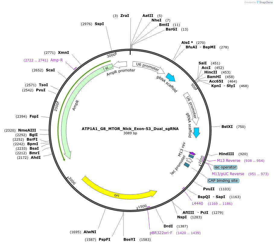 178107-plasmid-map-sequence-id-350194