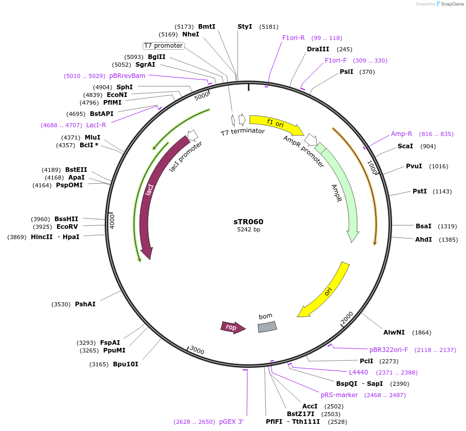 177370-plasmid-map-sequence-id-350196