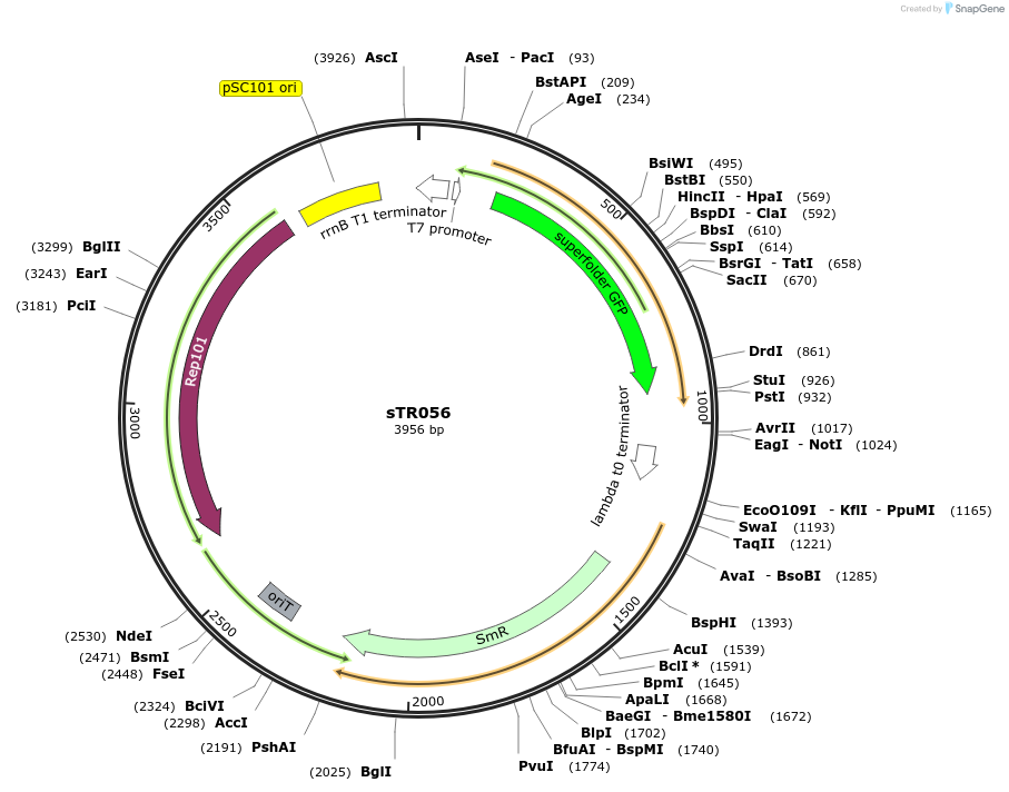 177369-plasmid-map-sequence-id-350201