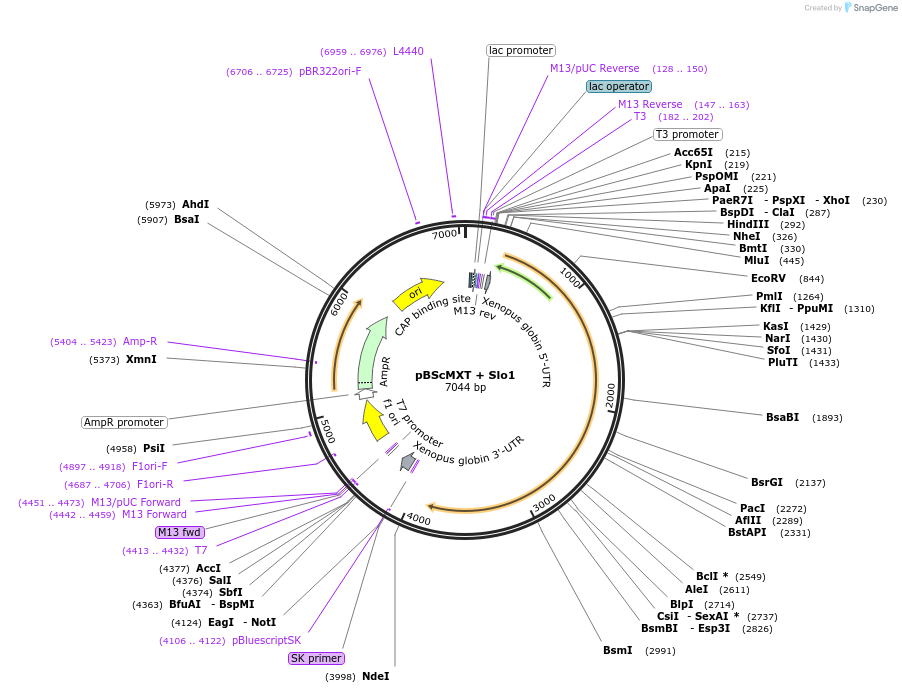 16194-plasmid-map-sequence-id-350202
