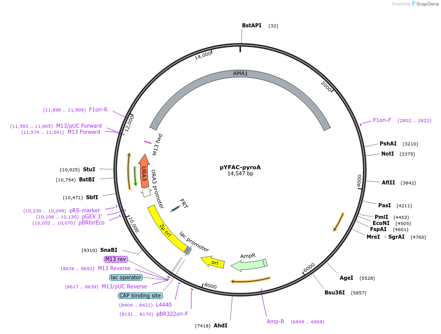 168976-plasmid-map-sequence-id-350207