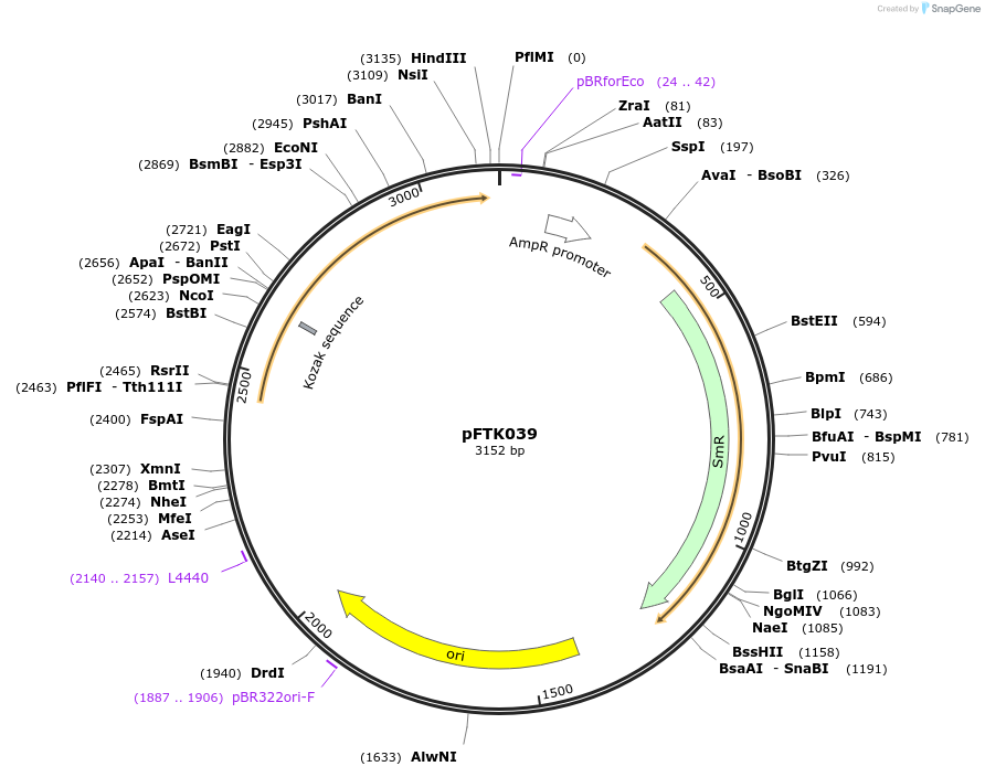 171311-plasmid-map-sequence-id-350209
