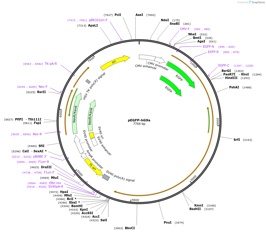 33025-plasmid-map-sequence-id-350210