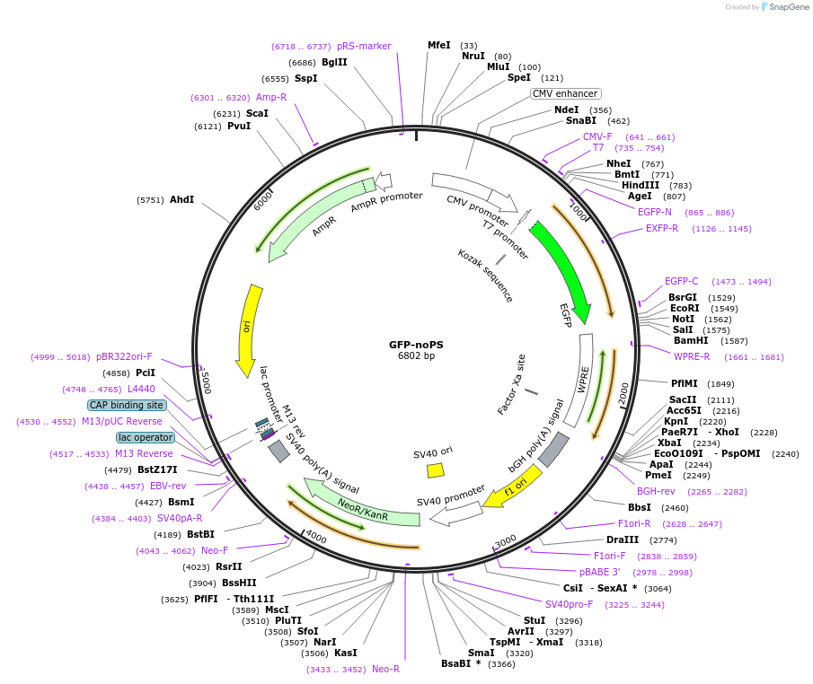 177943-plasmid-map-sequence-id-350212