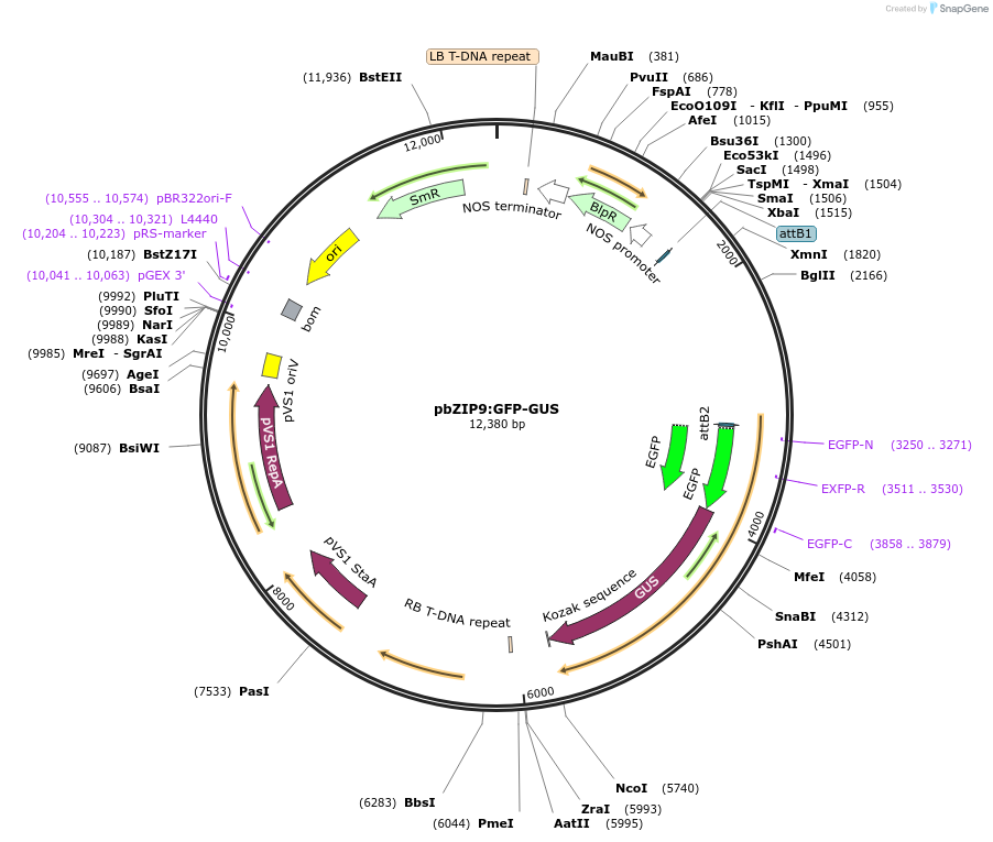 172483-plasmid-map-sequence-id-350214