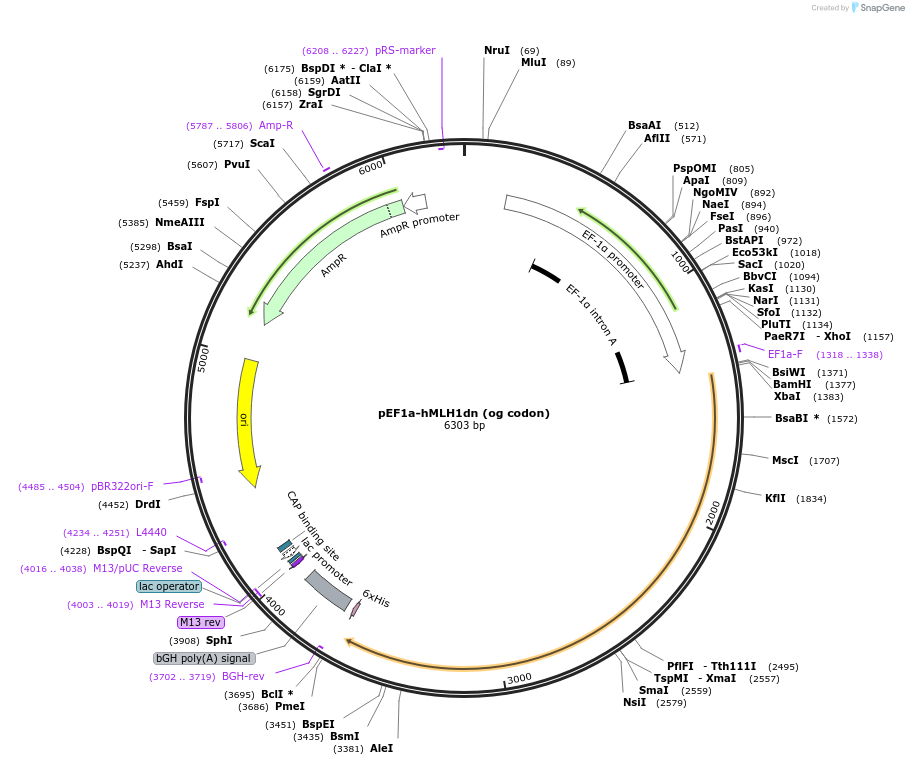 174823-plasmid-map-sequence-id-350215