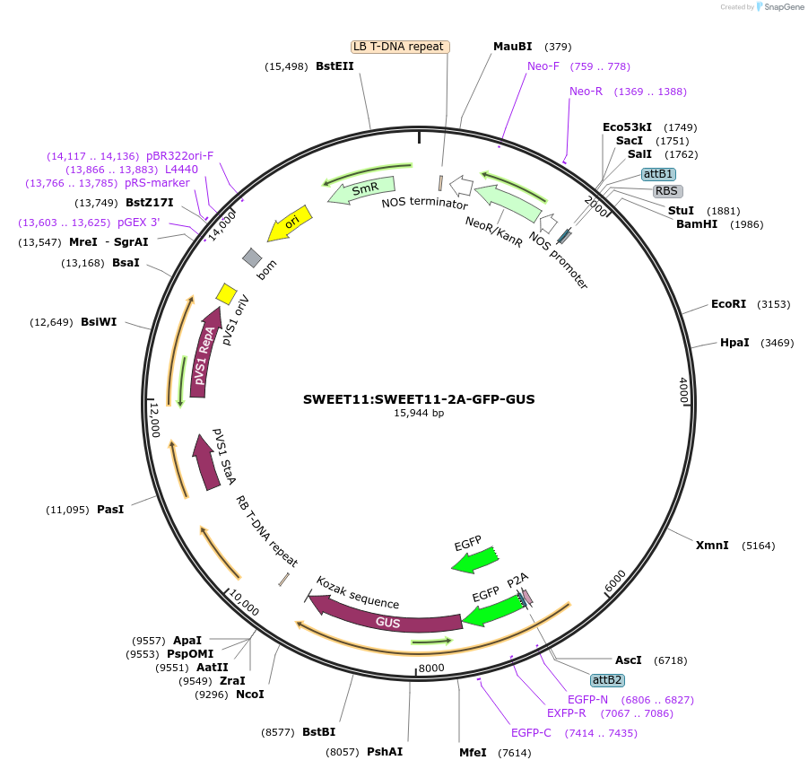 172484-plasmid-map-sequence-id-350217