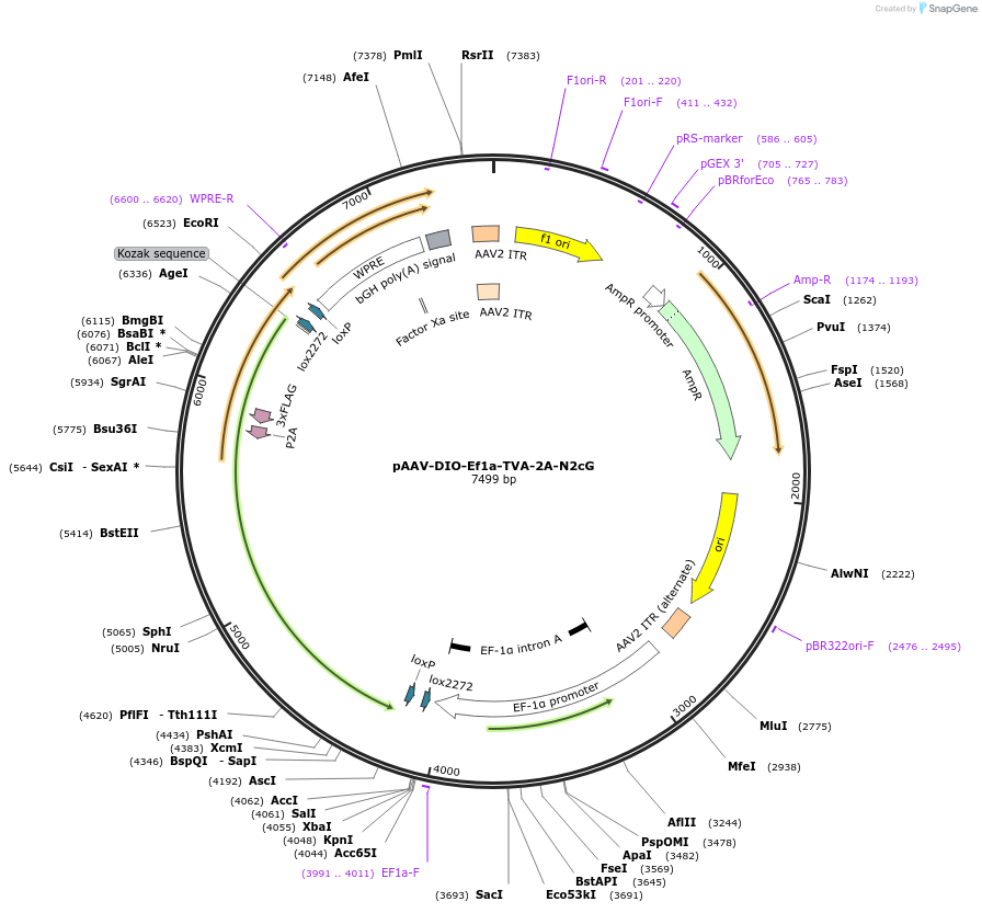 172360-plasmid-map-sequence-id-350218
