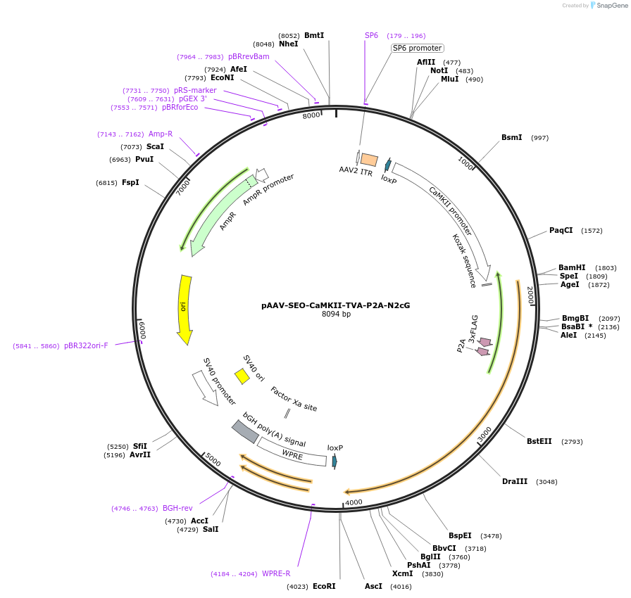 172363-plasmid-map-sequence-id-350219
