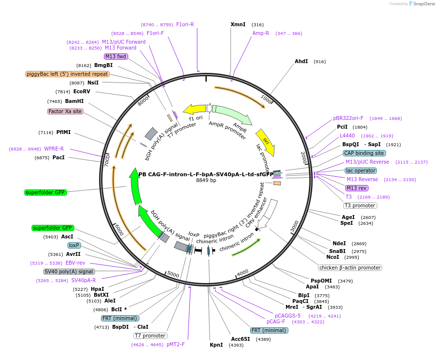 178433-plasmid-map-sequence-id-350247