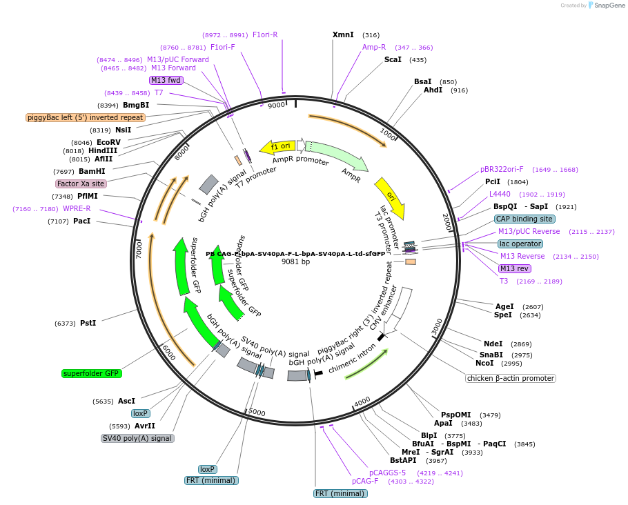178432-plasmid-map-sequence-id-350248