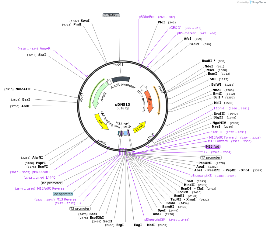 175365-plasmid-map-sequence-id-350276