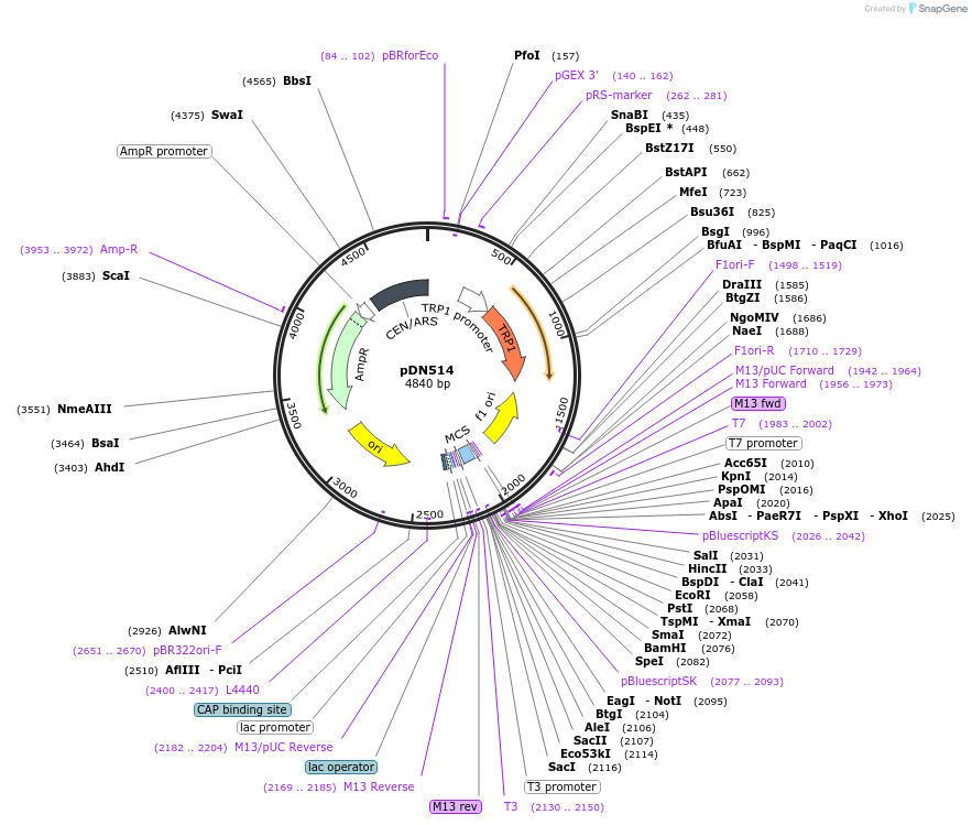 175366-plasmid-map-sequence-id-350278