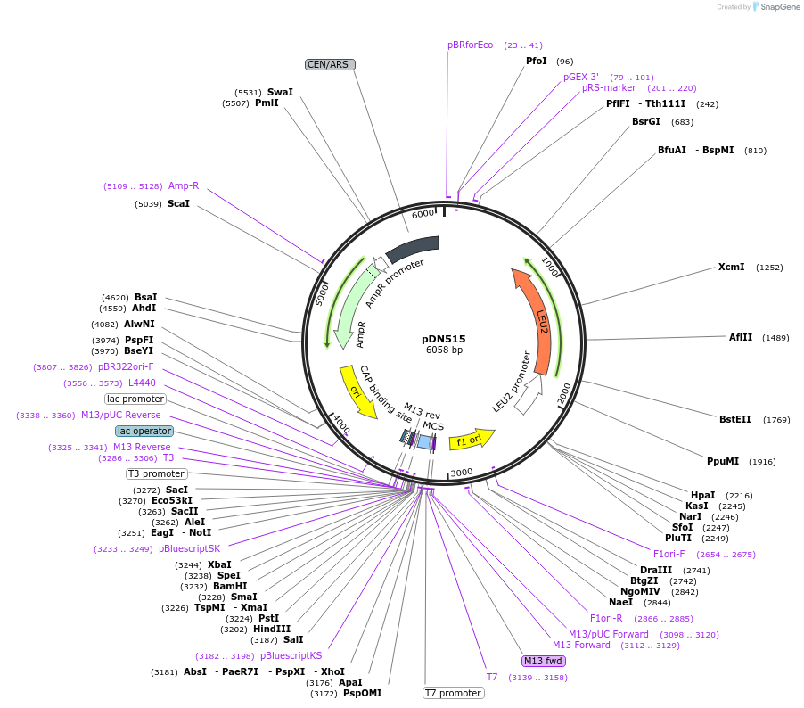 175367-plasmid-map-sequence-id-350279