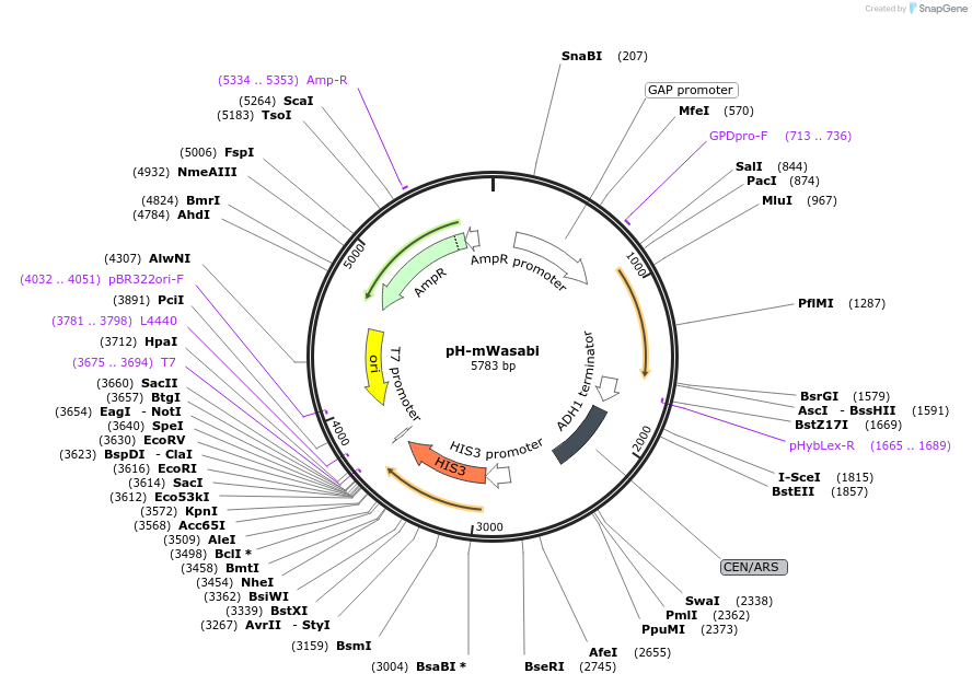 176551-plasmid-map-sequence-id-350293