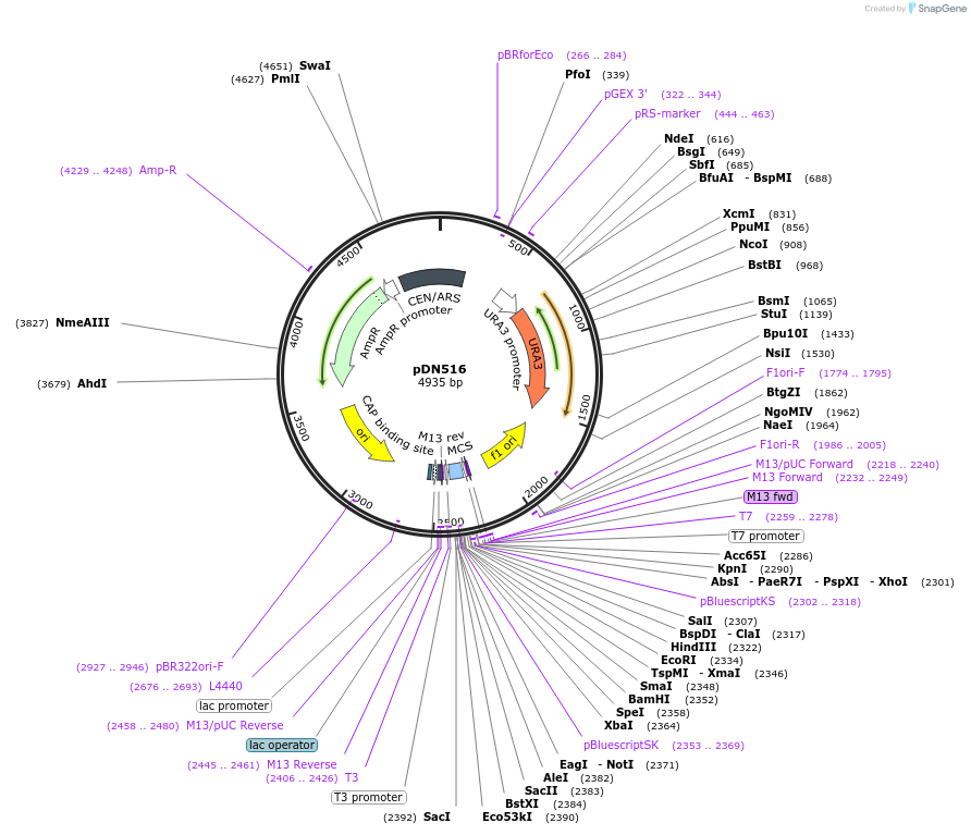 175368-plasmid-map-sequence-id-350295