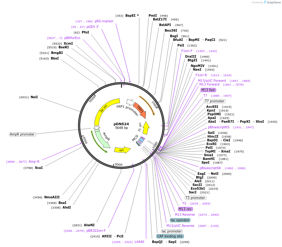 175370-plasmid-map-sequence-id-350297