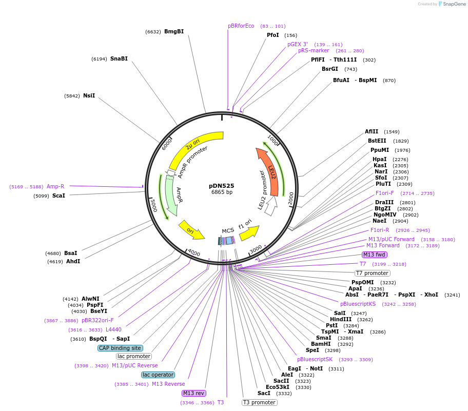175371-plasmid-map-sequence-id-350298