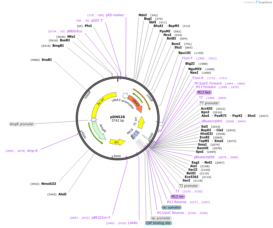 175372-plasmid-map-sequence-id-350299