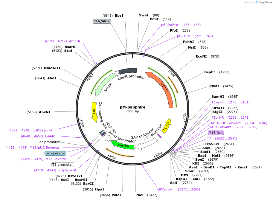 176569-plasmid-map-sequence-id-350302