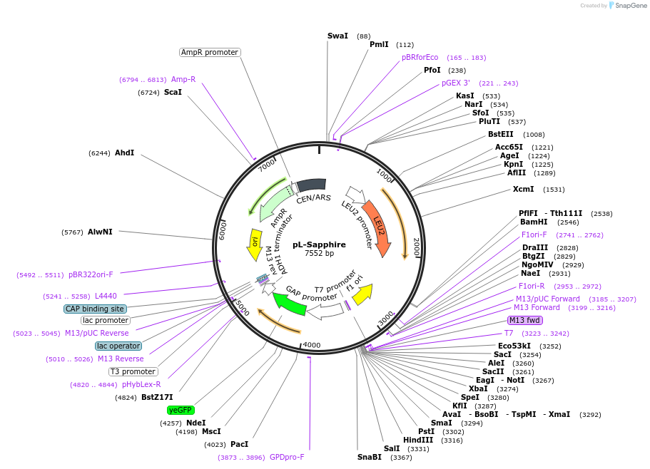 176568-plasmid-map-sequence-id-350303