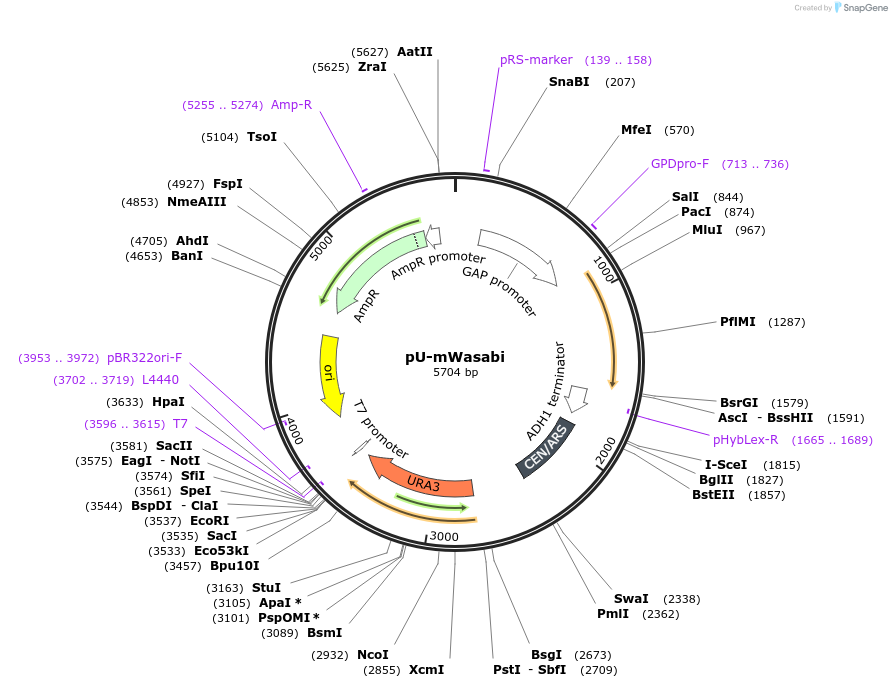 176553-plasmid-map-sequence-id-350305