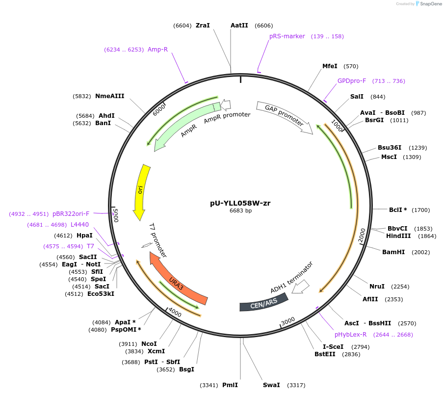 176565-plasmid-map-sequence-id-350306